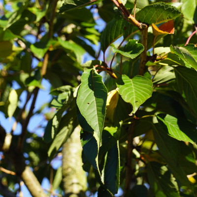 Prunus serrulata 'Ichiyo' (4)